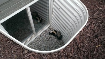 image of Skunk in Window Well